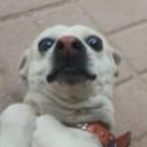 Foto de perfil de Angel Samuel